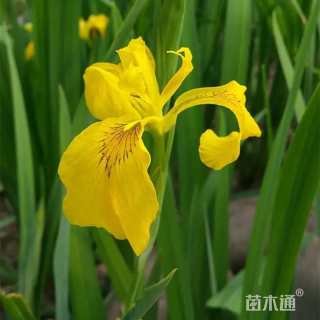 高度10厘米黄菖蒲