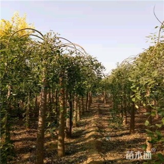 8公分龙爪槐