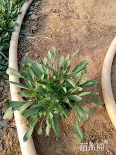 高度10厘米大花金鸡菊