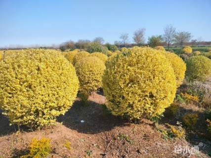 高度80厘米金姬小蜡球