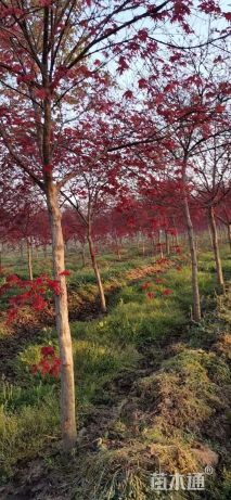 高度250厘米日本红枫-红舞姬