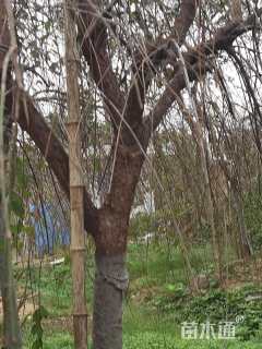 高度350厘米垂梅