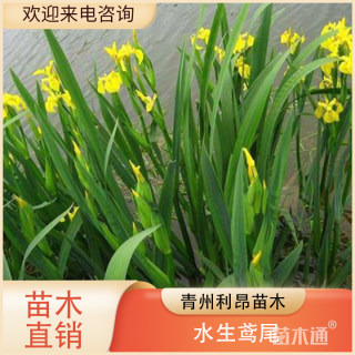 高度15厘米水生鸢尾