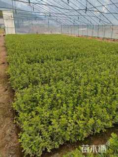 高度40厘米冬红卫矛