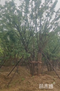 高度700厘米丛生元宝枫
