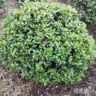 冠幅150厘米茶梅球