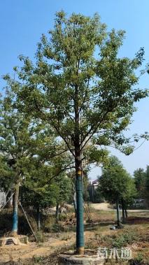 13公分香樟