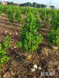 高度1200厘米火山榕
