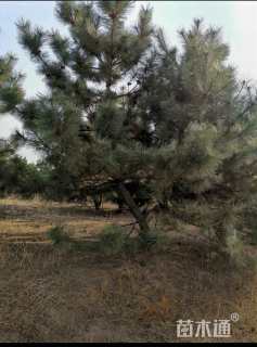 高度350厘米黑松