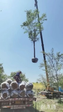 12公分长枝榆