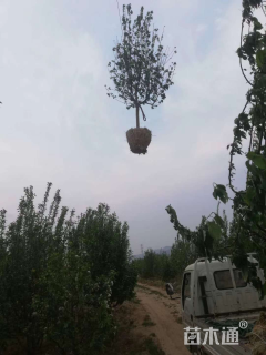 10公分八棱海棠