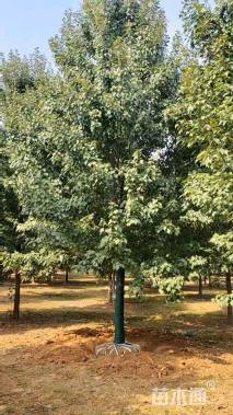 16公分美国红枫-红冠