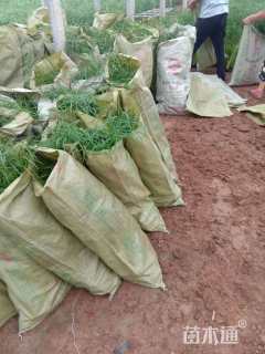 高度35厘米旱莲