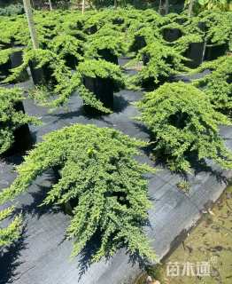 高度20厘米铺地柏