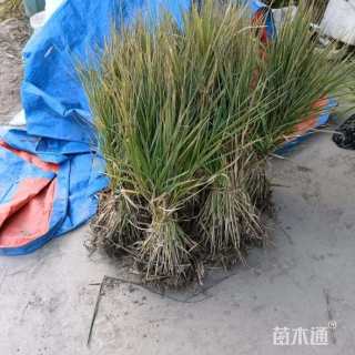 高度45厘米花叶芦竹