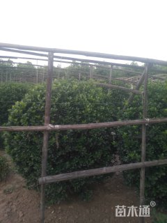 高度1000厘米大叶黄杨