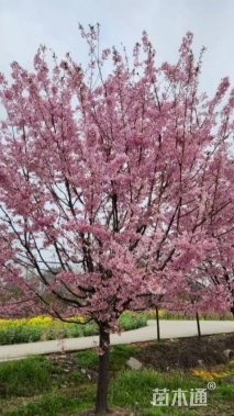 13公分红粉佳人樱