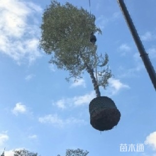 5公分锦叶榄仁