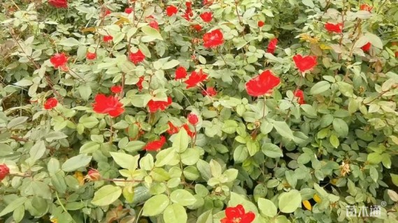 高度35厘米大花月季
