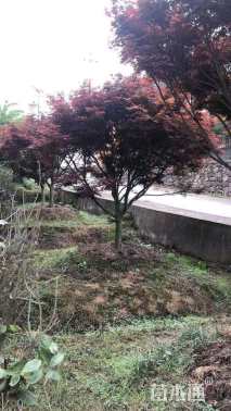 15公分中国红枫