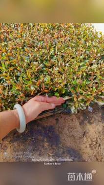 高度8厘米彩叶草