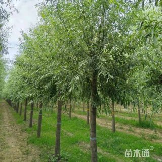 10公分旱柳