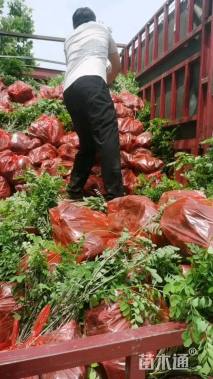 高度40厘米紫穗槐