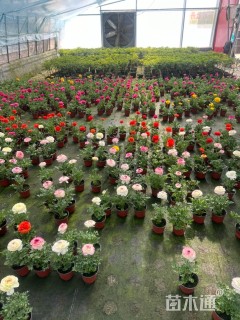 高度25厘米花毛茛