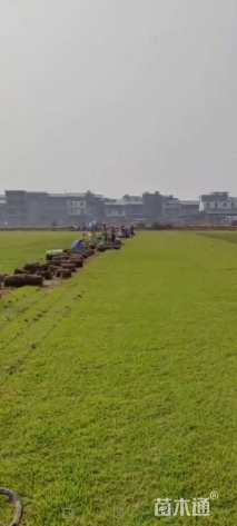 草卷状中华结缕草