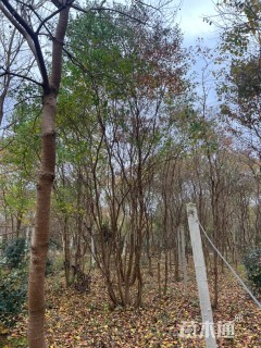 8公分(5杆)丛生乌桕