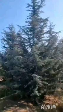 高度350厘米雪松