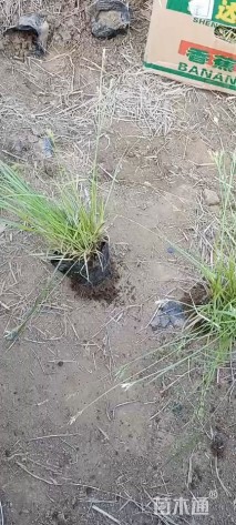 高度20厘米青绿苔草