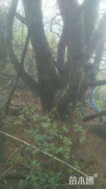 高度1500厘米黑松