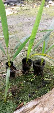 裸干高5厘米小箬棕