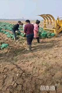 高度15厘米麦冬