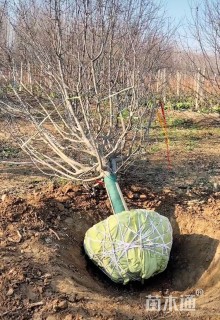 9公分垂丝海棠