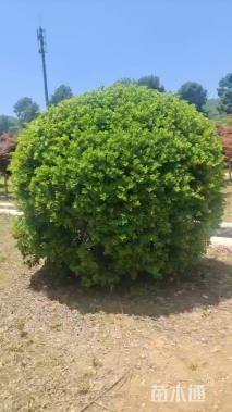 冠幅300厘米无刺枸骨球