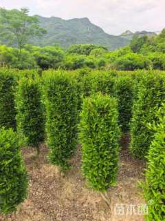 高度300厘米桂花柱