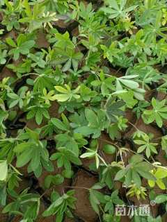 高度20厘米羽扇豆