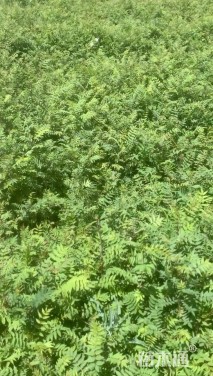 高度120厘米珍珠梅