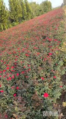 高度60厘米红帽月季