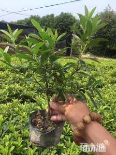 高度30厘米红叶石楠小苗