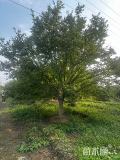 高度500厘米丛生元宝枫