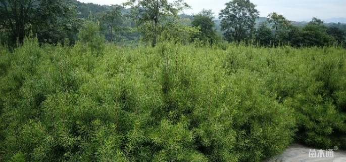 高度1800厘米白皮松