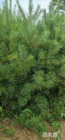 高度250厘米华山松