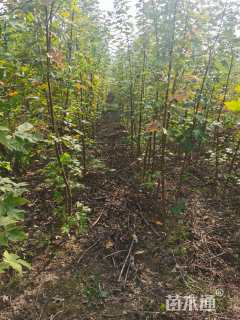 2公分美国红枫-秋火焰