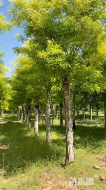 18公分高杆金枝槐