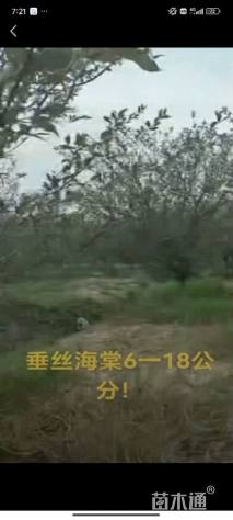 13公分垂丝海棠