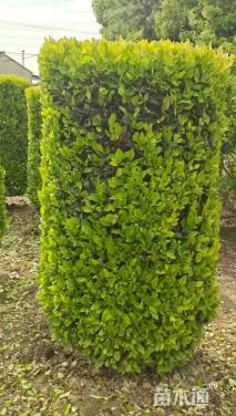 高度180厘米金森女贞柱