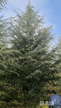 10公分松树